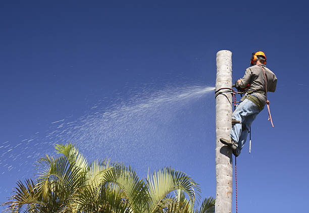 How Our Tree Care Process Works  in  Olney, TX