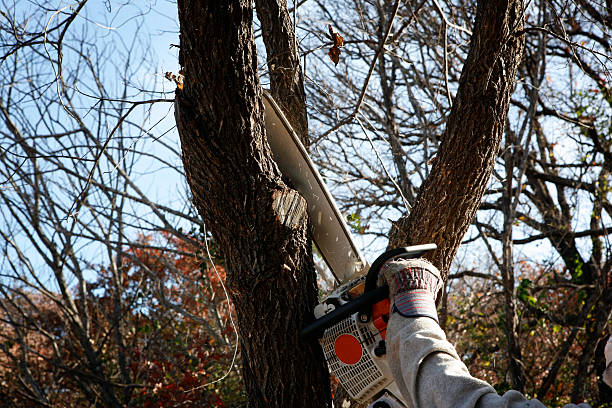 Best Lawn Maintenance Plans  in Olney, TX
