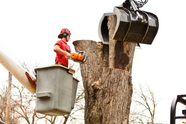 Best Root Management and Removal  in Olney, TX